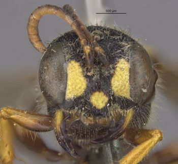 Media type: image;   Entomology 13770 Aspect: head frontal view